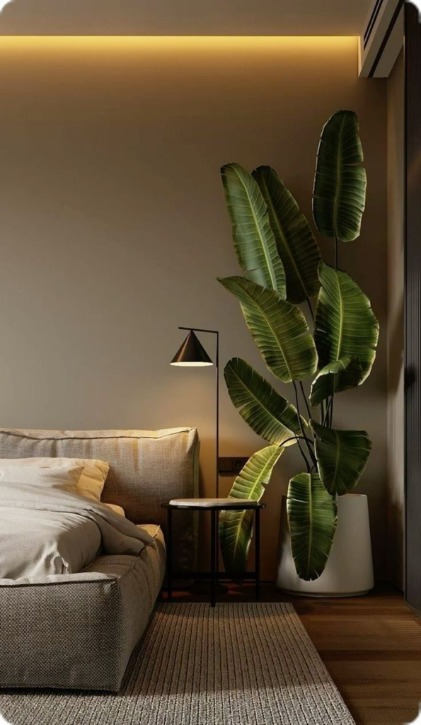 Big tropical indoor plant
