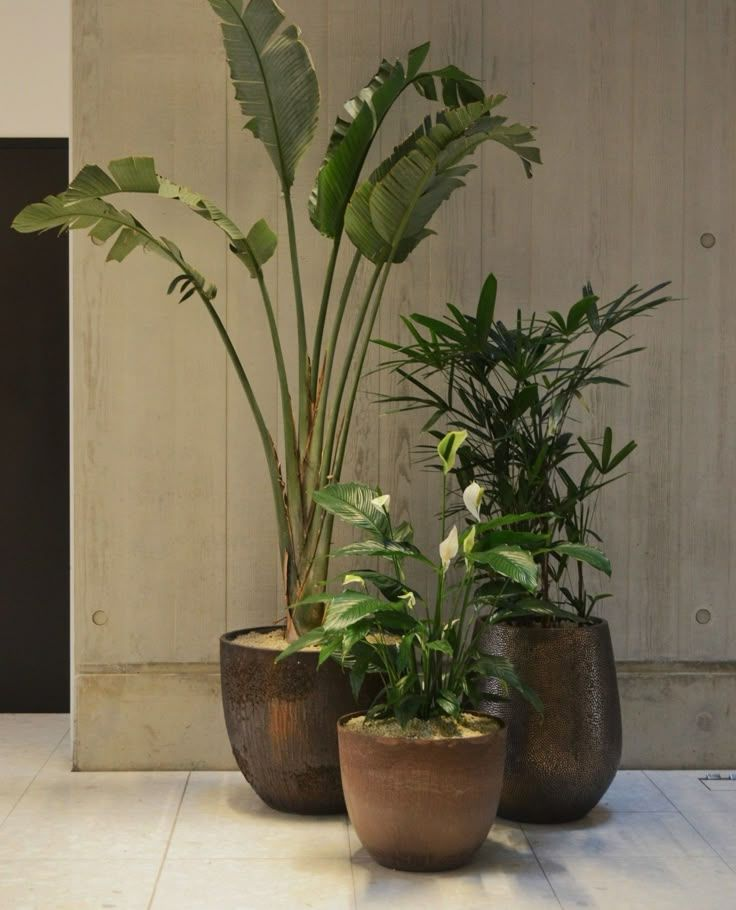Rustic indoor plant pot
