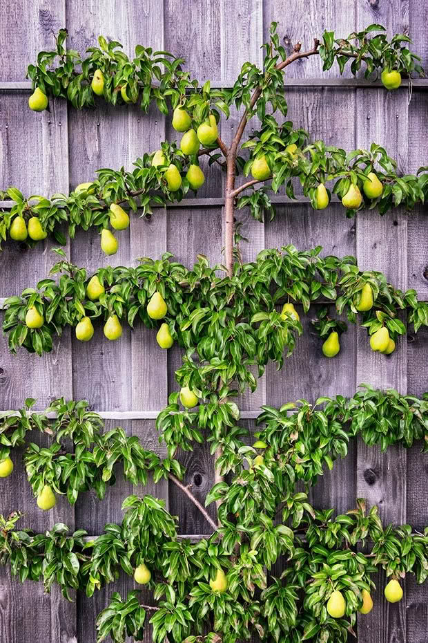 Espalier Pear Tree