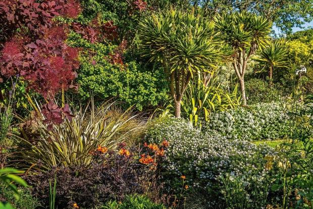 New Zealand Native Plant Garden